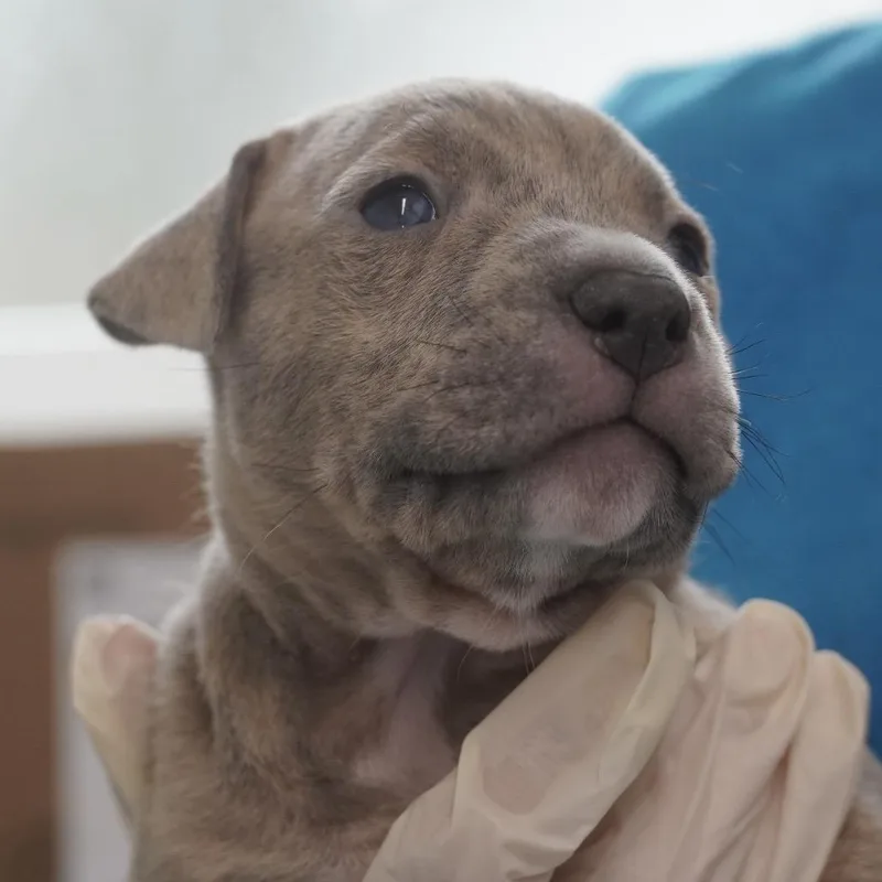 Miami Puppy  Sunshine thumbnail 4