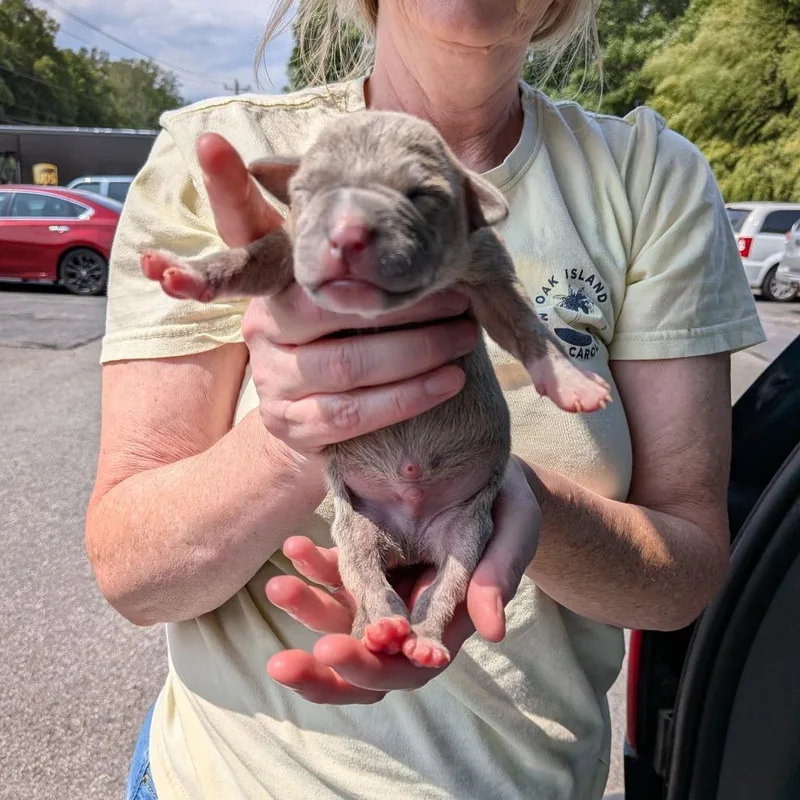 Miami Puppy  Sunshine thumbnail 5