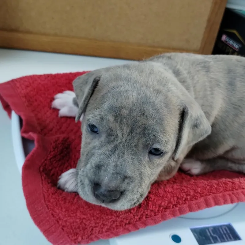 Miami Puppy  Sunshine thumbnail 6