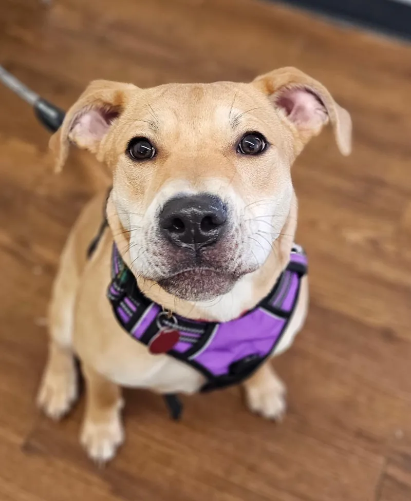 Bubby  Volunteer Favorite thumbnail 2