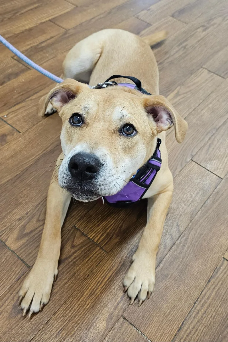 Bubby  Volunteer Favorite thumbnail 4