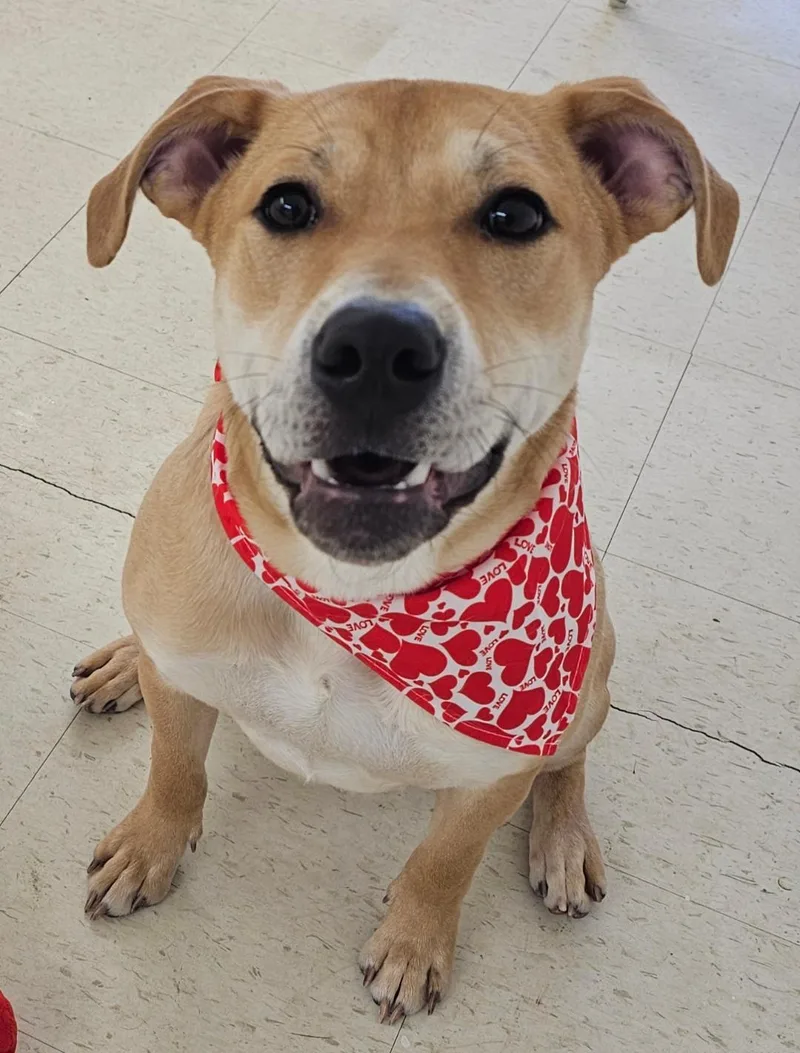 A baby medium-sized male Yellow / Tan / Blond / Fawn Labrador Retriever dog named Bubby  Volunteer Favorite for adoption in Lapeer, MI