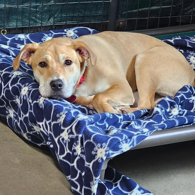 Bubby  Volunteer Favorite thumbnail 5