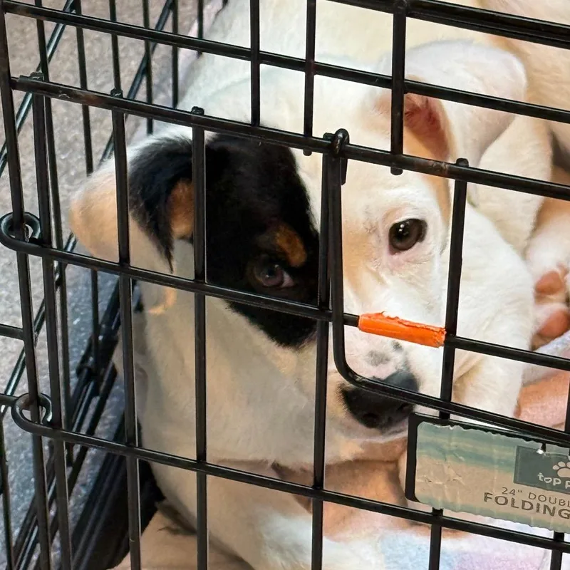 A baby medium-sized female Terrier dog named Kennedy for adoption in Cumming, GA