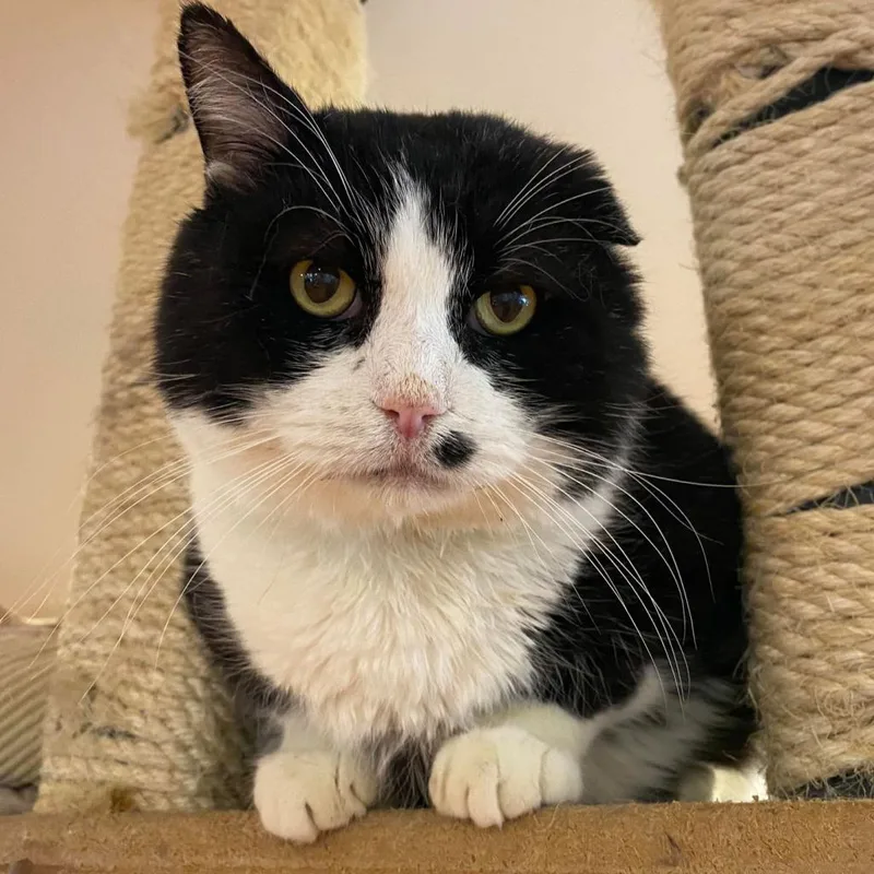 Dimeowgio thumbnail 2