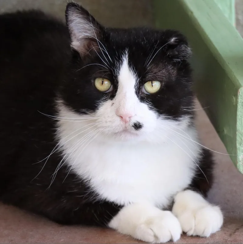 Dimeowgio thumbnail 3