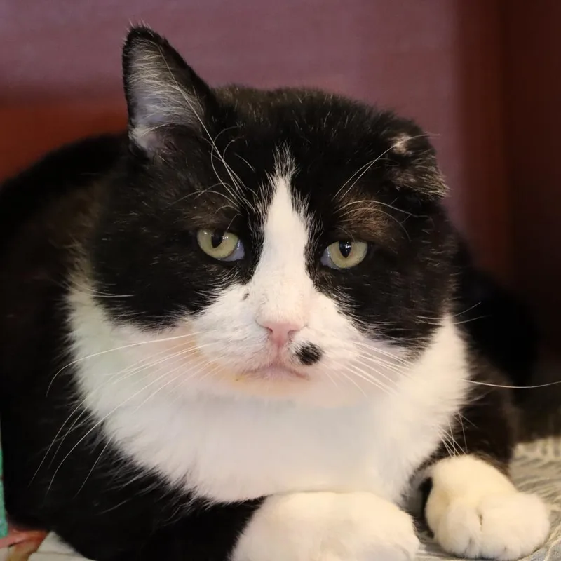 Dimeowgio thumbnail 4