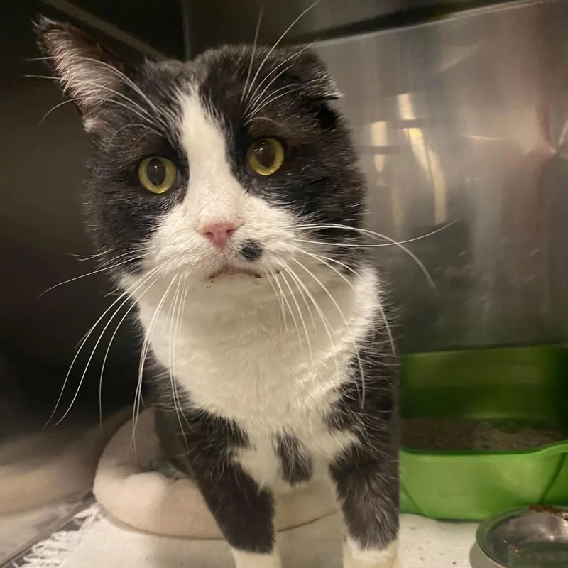 Dimeowgio thumbnail 5