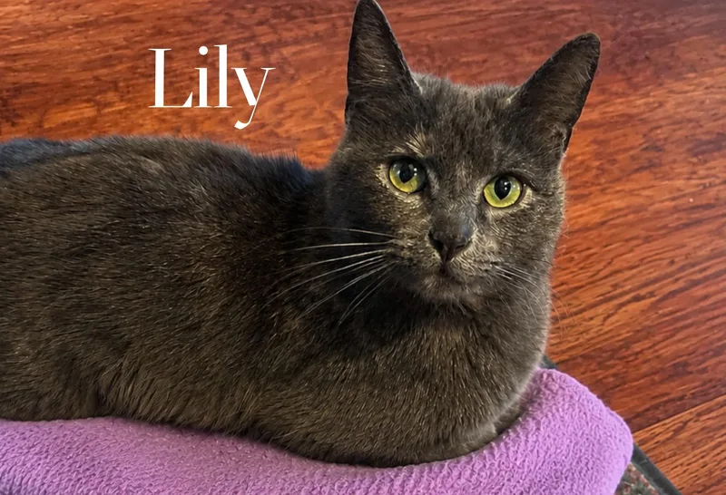 An adult medium-sized female Dilute Tortoiseshell Domestic Short Hair cat named Lily for adoption in Webster, NY
