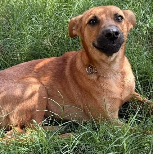 A baby medium-sized male Yellow / Tan / Blond / Fawn Shepherd dog named Cullen for adoption in Houston, TX