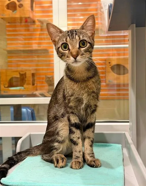 A young small-sized male Domestic Short Hair cat named Fitz for adoption in Fort Myers, FL