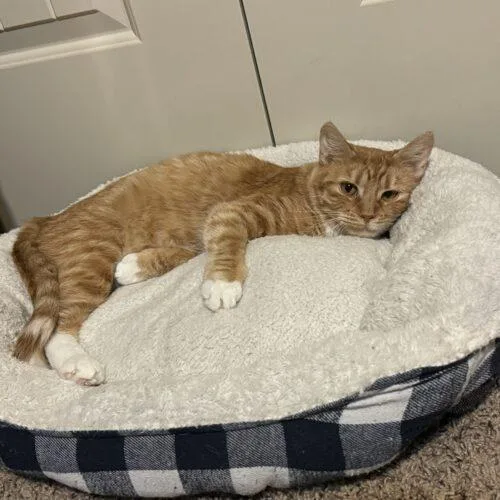 Caroline thumbnail 2