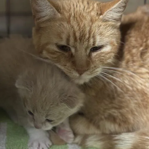 Caroline thumbnail 3