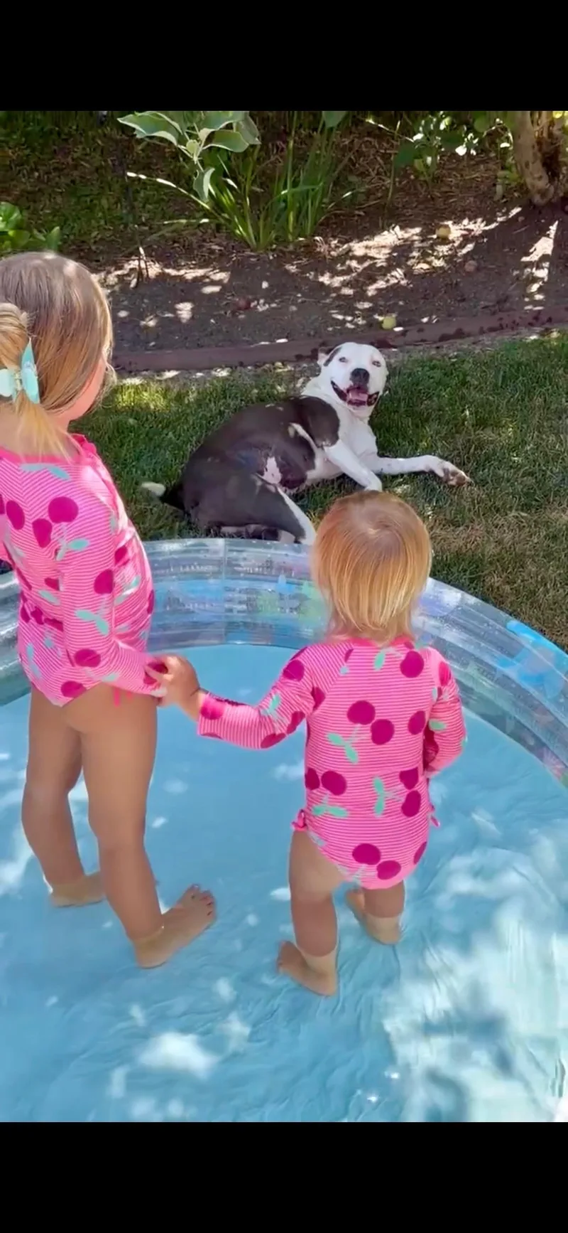 An adult medium-sized female Pit Bull Terrier dog named Paige for adoption in santa monica, CA