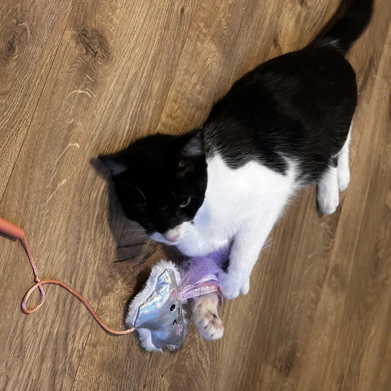 A young medium-sized female Black & White / Tuxedo Domestic Short Hair cat named Catwoman for adoption in Austin, TX
