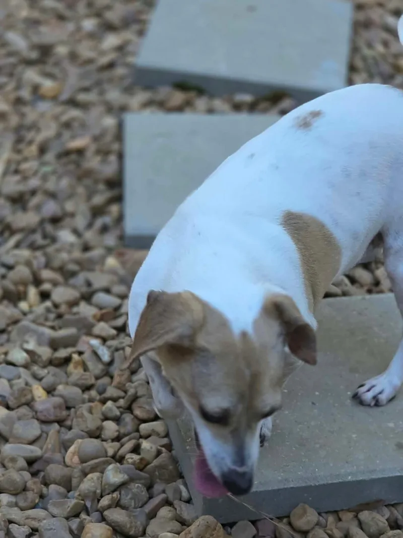 A young small-sized female White / Cream Rat Terrier dog named Rainey for adoption in Eatontown, NJ