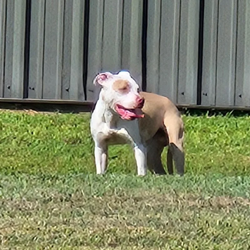 Duke