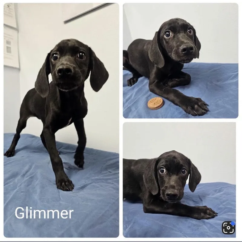 A baby medium-sized female Black Pointer dog named Rory for adoption in Baton Rouge, LA