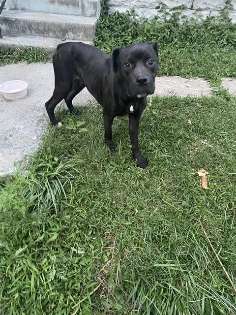 A young medium-sized male Pit Bull Terrier dog named Haus for adoption in Indianapolis, IN
