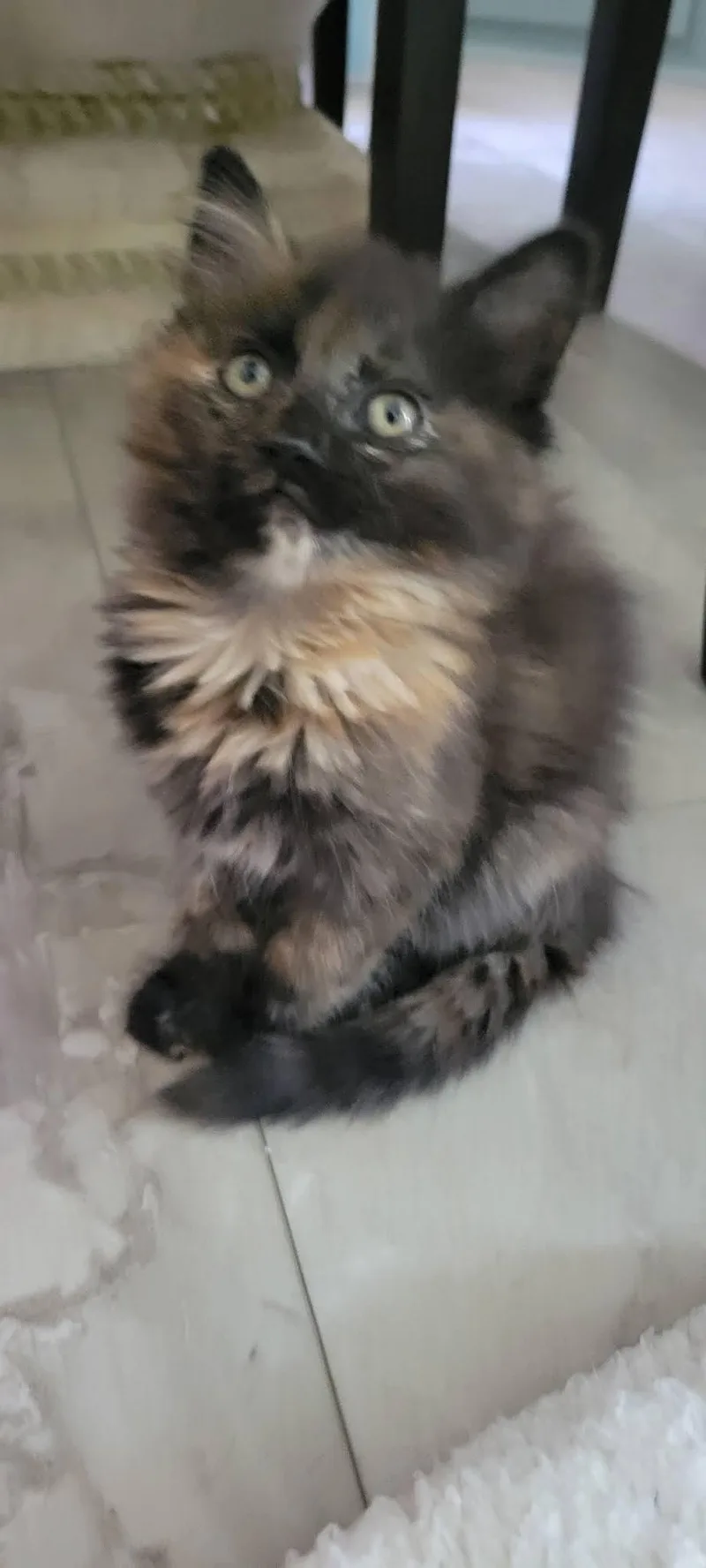 A baby medium-sized female Domestic Long Hair cat named Ember for adoption in Roanoke, AL
