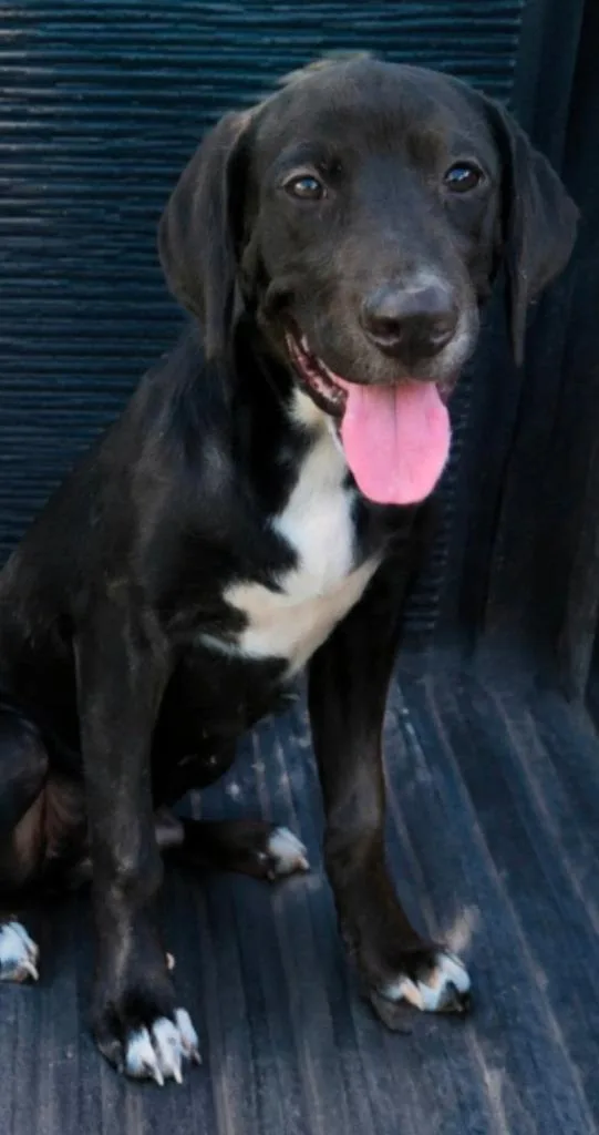 A baby medium-sized male Labrador Retriever dog named White Foot Davis for adoption in El Dorado, AR