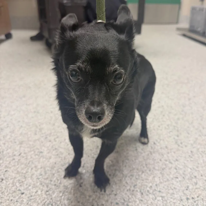 A senior small-sized male Rat Terrier dog named Rowdy for adoption in Reno, NV