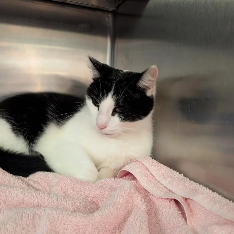 An adult medium-sized male Black Domestic Short Hair cat named Kk for adoption in Springfield, IL