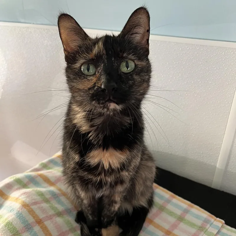 A senior small-sized female Tortoiseshell Domestic Short Hair cat named Stella for adoption in Arlington Heights, IL