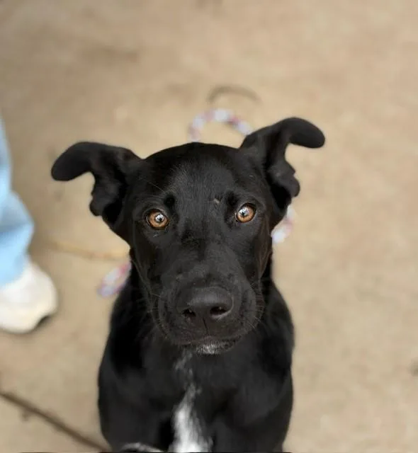 A young medium-sized male German Shepherd Dog dog named Tajin for adoption in Tulsa, OK