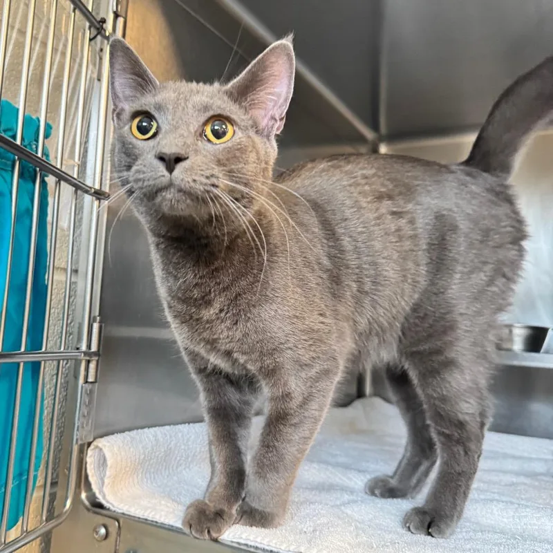 A young large-sized male Gray / Blue / Silver Domestic Short Hair cat named Bini for adoption in Bristol, IN