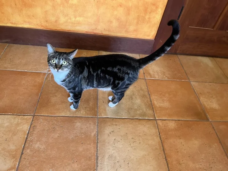 An adult medium-sized female Tabby (Gray / Blue / Silver) Domestic Short Hair cat named Plum for adoption in Burlington, NC