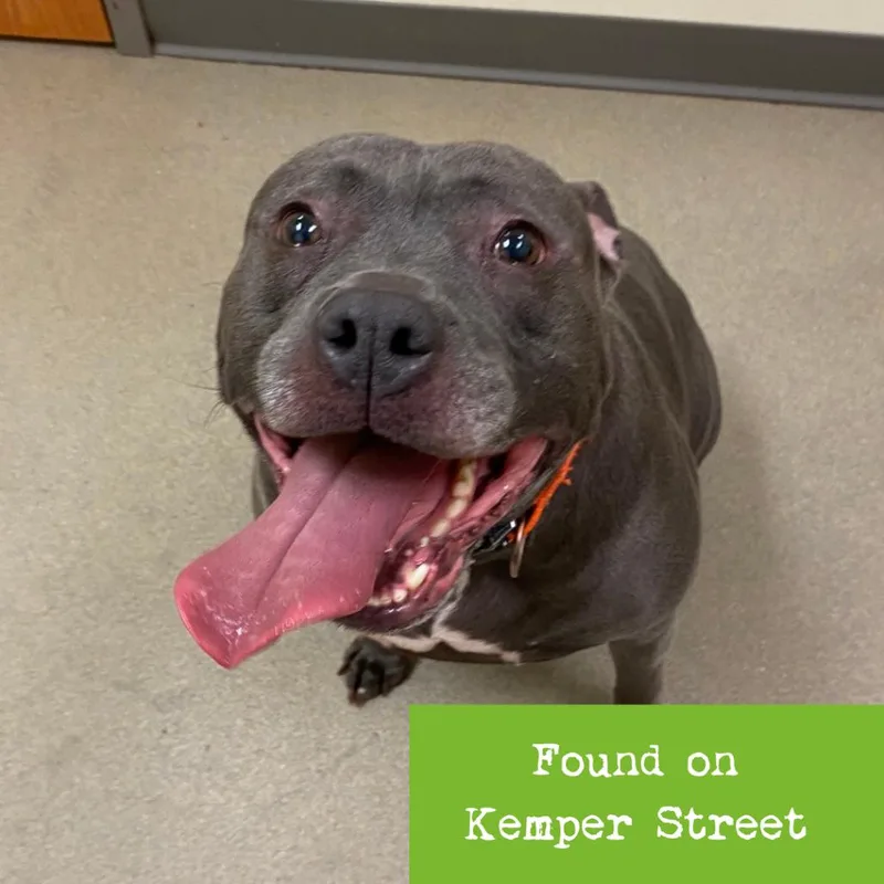 An adult large-sized female Pit Bull Terrier dog named Honey for adoption in Lynchburg, VA