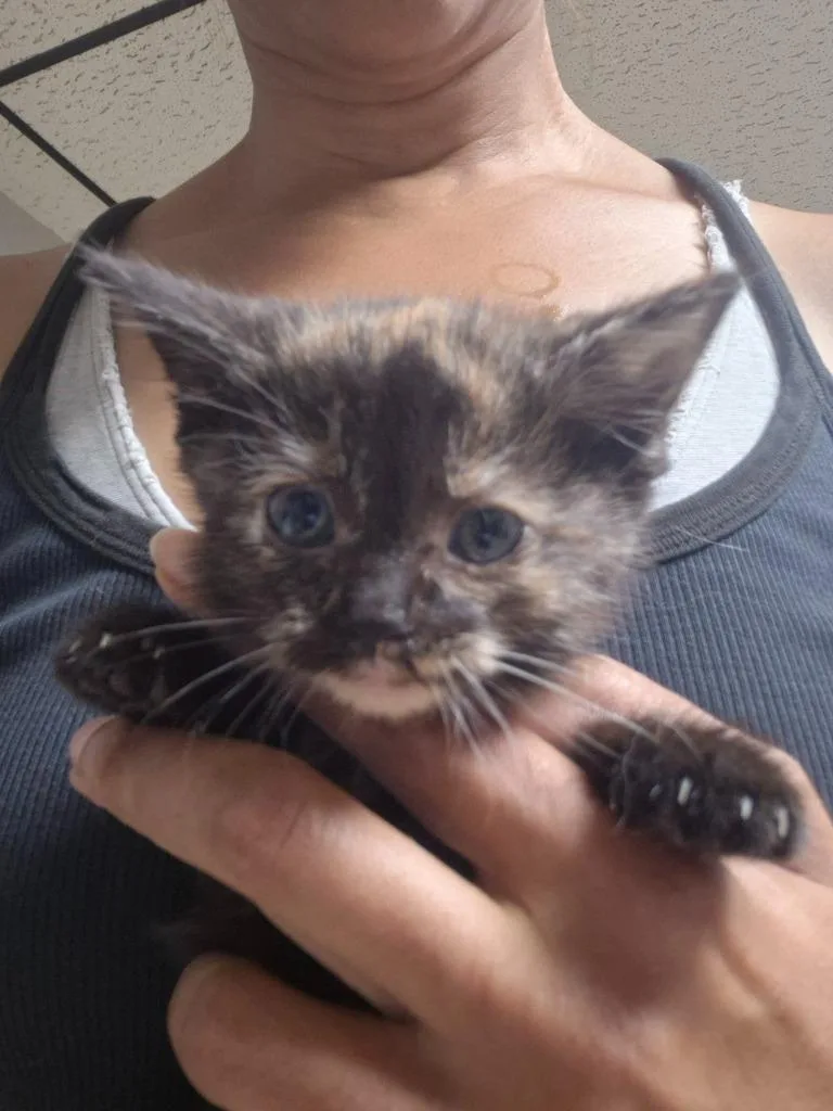 A baby medium-sized female Domestic Short Hair cat named Daphne for adoption in Cincinnati, OH