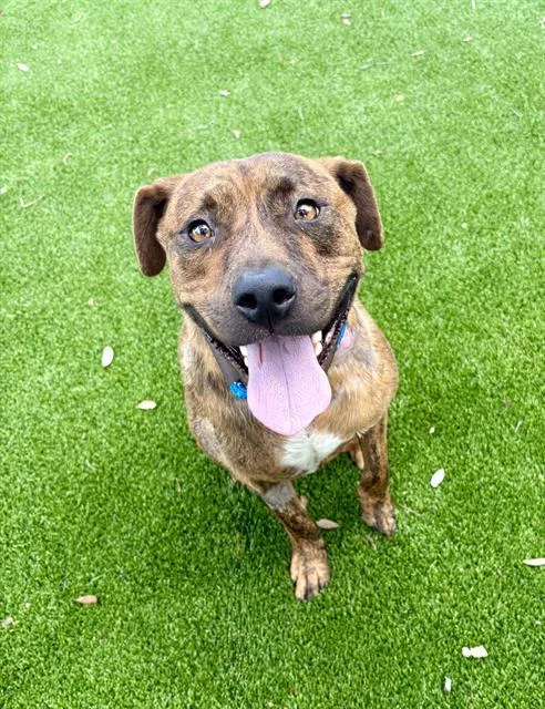 A young medium-sized male Mixed Breed dog named Anakin for adoption in Jacksonville, FL