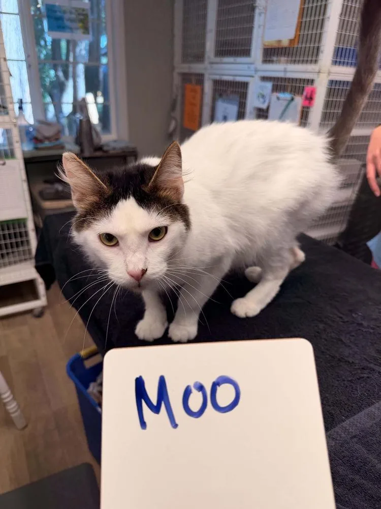 A young large-sized male Domestic Medium Hair cat named Moo for adoption in Vancouver, WA
