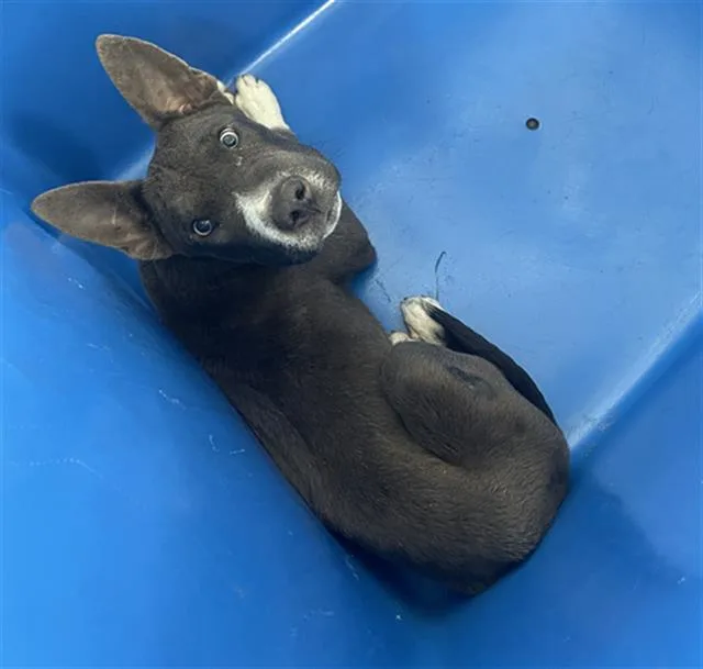 A baby large-sized male Mixed Breed dog named Moo for adoption in Dallas, TX