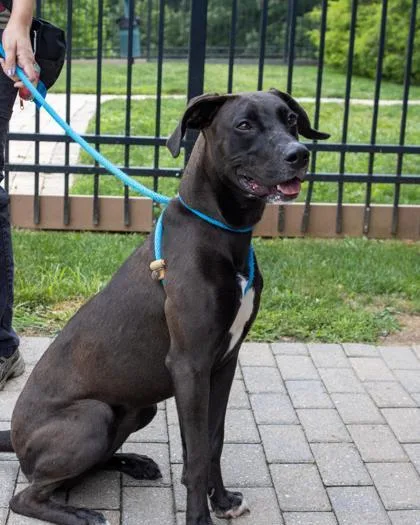 An adult large-sized female Mixed Breed dog named Teeka for adoption in Fallston, MD