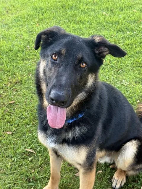 A young large-sized male German Shepherd Dog dog named Easton for adoption in Sugar Land, TX