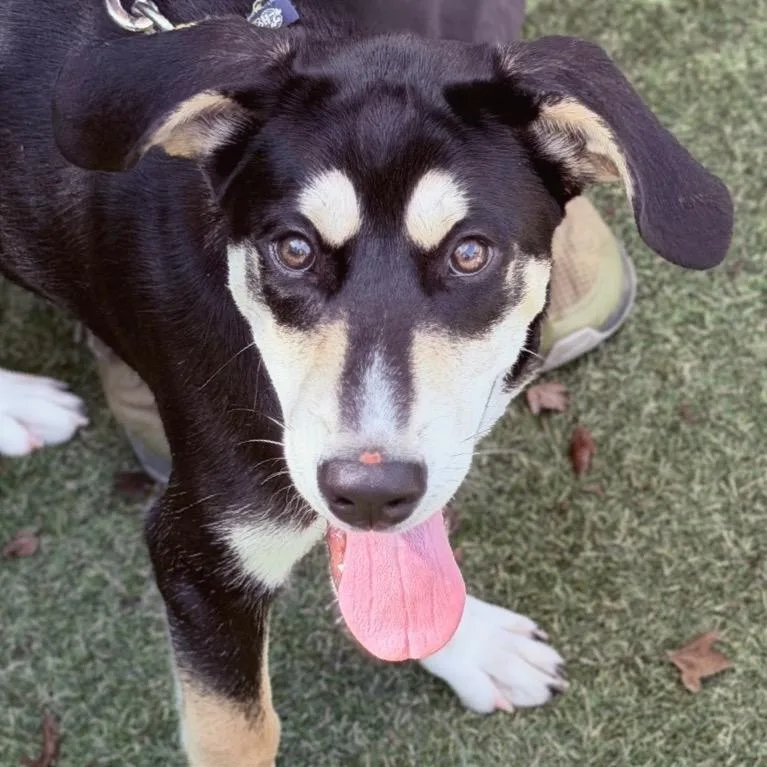 A baby medium-sized male Black Mixed Breed dog named Zypher for adoption in Asheville, NC