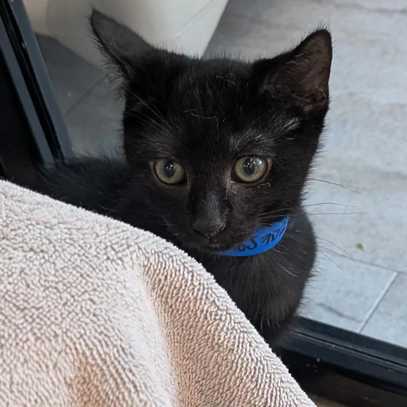 A baby small-sized male Black Domestic Short Hair cat named Ludwig for adoption in Fairport, NY