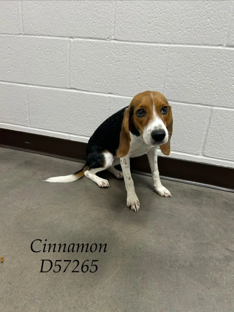Cinnamon