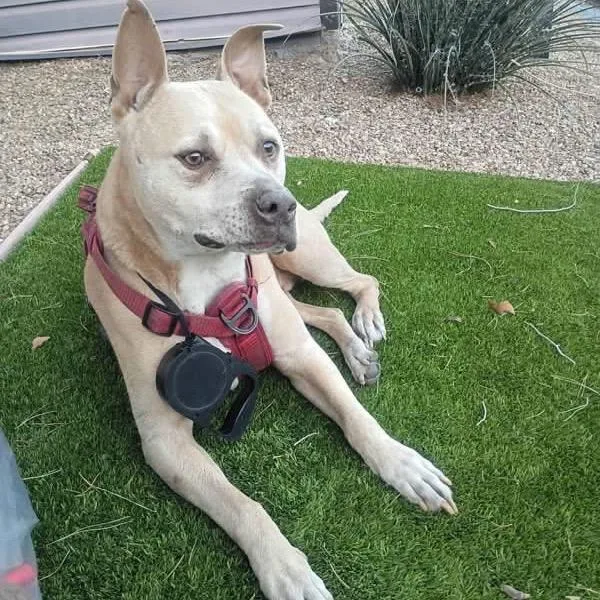 A senior large-sized male Pit Bull Terrier dog named Popeye A for adoption in Las Vegas, NV