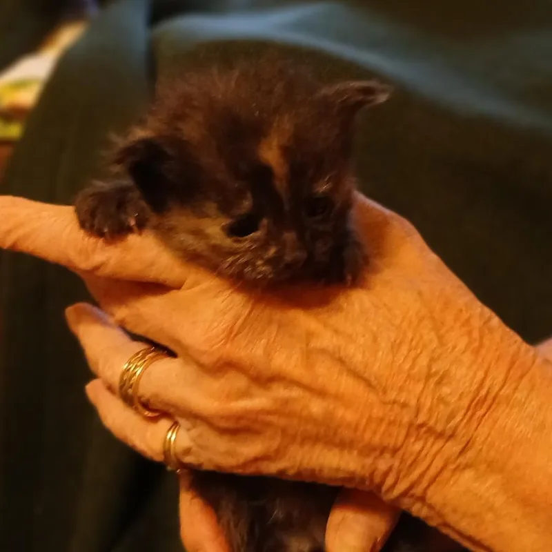 A baby small-sized female Domestic Long Hair cat named Tupperware for adoption in Spruce Pine, NC