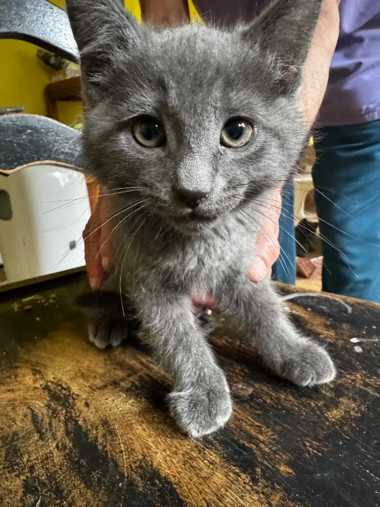 A baby small-sized male Domestic Short Hair cat named Caleb for adoption in Brainardsville, NY