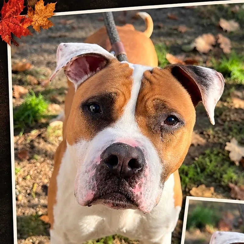 An adult large-sized male Yellow / Tan / Blond / Fawn Pit Bull Terrier dog named Beethoven for adoption in Jackson, NJ