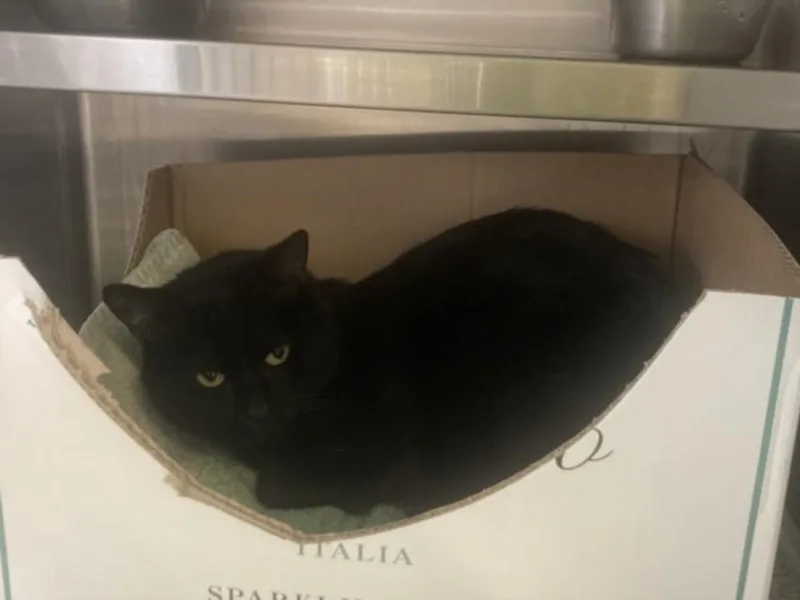 A young medium-sized male Domestic Short Hair cat named Charlie for adoption in Los Angeles, CA