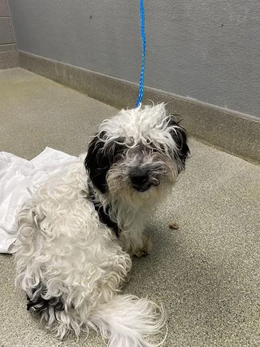 A young small-sized male Maltese dog named Wasim for adoption in Las Vegas, NV