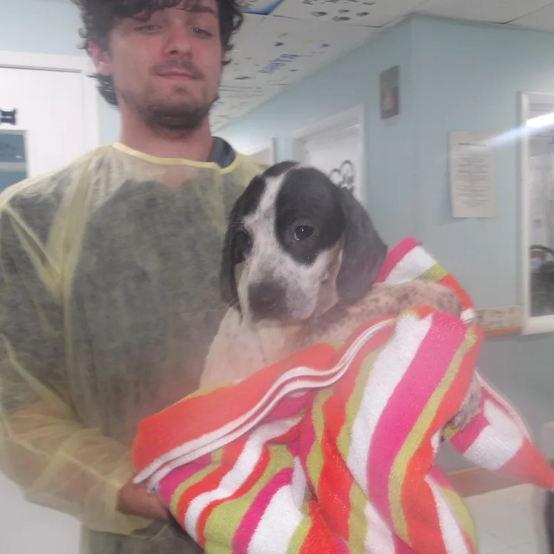 A baby small-sized male Black Coonhound dog named Dobert for adoption in Franklin, NC