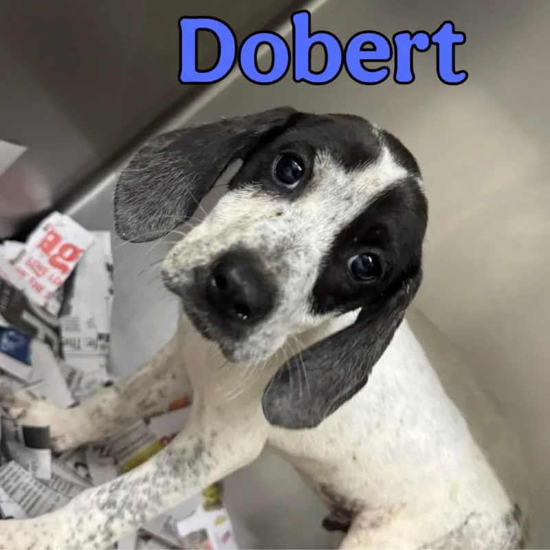 Dobert thumbnail 2