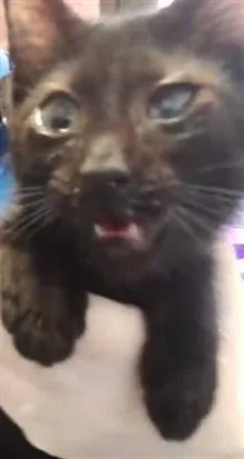 A baby small-sized male Domestic Short Hair cat named Bobby for adoption in Tulsa, OK